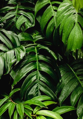 photo-of-green-leaves-3571551